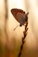 A close-up of a butterfly with spotted wings resting on a dry stalk at sunset, creating a warm, nostalgic mood perfect for a nature-themed design or a romantic art project