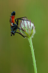 A macro photograph of a black and orange Tachinid fly resting upside down on a spiky flower bud. The image highlights the fly's vibrant coloration and detailed texture, perfect for illustrating the fa
