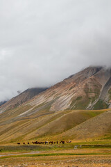 A large herd of horses stands in a vast, golden and green valley with majestic mountains and low clouds in the background