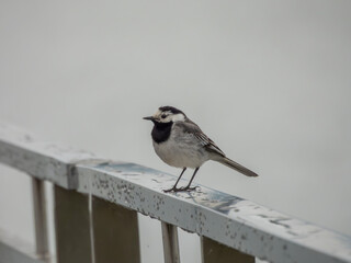 Pliszka siwa ptak występujący w Polsce