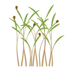 Microgreens dill fresh greenery green bunch