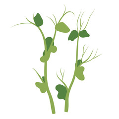 Microgreen peas fresh green illustration two pods