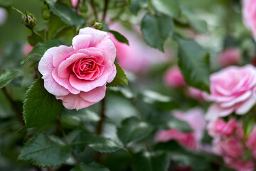 A pink rose grows in the park. A bush of pink roses. Photo