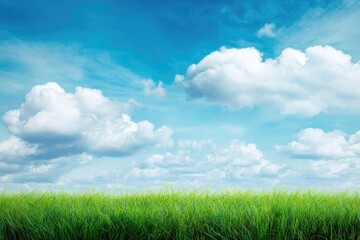 Obraz premium Lush green grass meets a vibrant blue sky