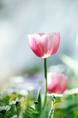 Close-up of Red Tulips Blooming in Spring Sunshine with Soft Bokeh Background

