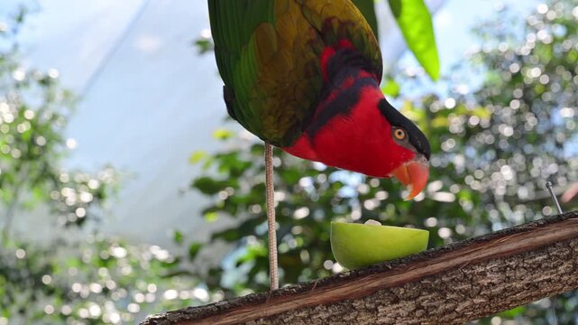 black capped lory, Lorius, native bird parrot to New Guinea, aviary captive park wildlife, eating fruit