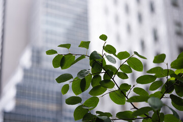 green leaves in the city 2 © Jaden