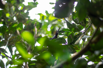 A small butterfly in a lemon tree garden and the background is blurred