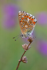 A close-up macro shot of a brown butterfly with intricate wing patterns, perched on a dry seed pod, ideal for depicting themes of nature, wildlife, or the life cycle in a rural environment.