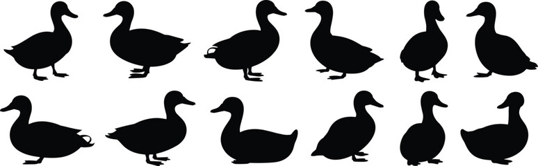 Set of twelve duck silhouettes in varied poses, standing, walking, and sitting, vector illustration for nature, wildlife, and design themes