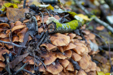 Forest floor mushrooms close-up: A large, dense cluster of wild mushrooms with intricate speckled caps grows on a mossy log, highlighting the detailed texture of natural decomposition and forest life,