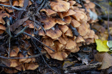 A very close-up shot of a cluster of small mushrooms growing on a forest floor. The image focuses on the texture and layered arrangement of the fungi, perfect for illustrating themes of natural growth