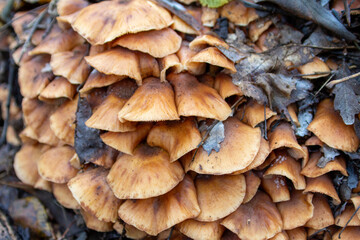 A very close-up shot of a cluster of small mushrooms growing on a forest floor. The image focuses on the texture and layered arrangement of the fungi, perfect for illustrating themes of natural growth
