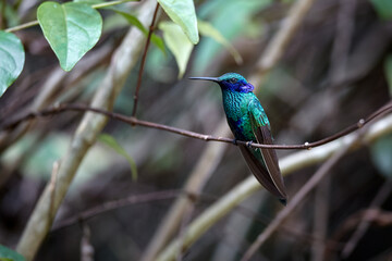 Purple-throated Sunangel at Huembo Reserve, Amazonas — a jewel of the Andean cloud forest captured in a moment of stillness