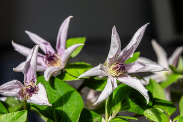 Beautiful flowering plant with delicate purple petals and vibrant green leaves, showcasing intricate details and natural beauty in a bright, well-lit environment
