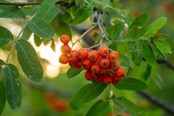 A close-up of a cluster of bright orange rowan berries on a branch with green leaves, capturing the...