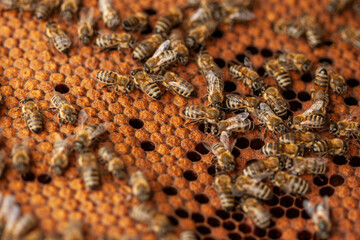 Honeycomb macro with worker honey bees on hexagonal wax cells - for beekeeping guides, agriculture infographics, honey packaging, and pollination lessons; context: beehive interior, active colony