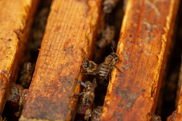 Fragmented honeycomb and beeswax on wooden beehive frames, a high-texture macro shot for designers creating natural or organic product labels, educational graphics, or rustic, nature-themed background