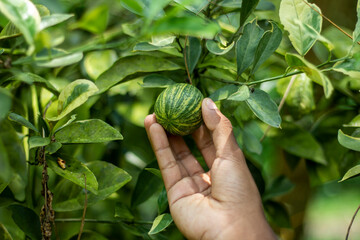 A man holds lemon, and the background is blurred
