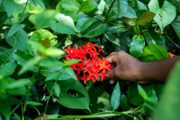 A man holds red flower, and the background is blurred