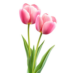 Fototapeta premium Pink Tulips Spring Flowers Botanical Illustration Floral Design On Transparent Background