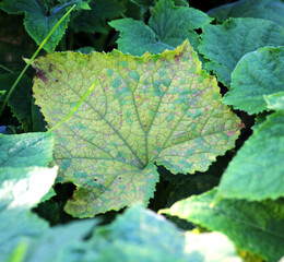 Cucumber leaves affected by downy mildew (fungus Peronospora brassicae Gaum)