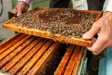 A beekeeper lifts a honeycomb frame covered in buzzing honeybees from a beehive, capturing the intricate process of hive management for apiary business and honey production