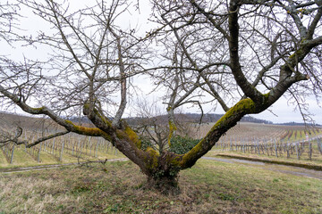 Trees