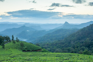 Obraz premium Misty mountain landscape over a tea plantation, creating a serene and majestic atmosphere for travel brochures or eco-focused brand campaigns
