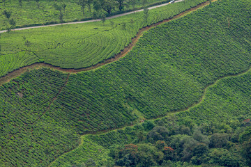 Aerial view of meticulously arranged tea plantation rows forming natural patterns on green...