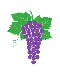 Fototapeta premium Purple Grapes Vector Illustration with Green Leaves Isolated on White Background Design
