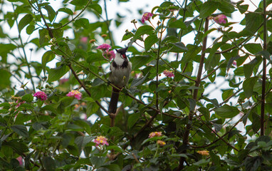 A vibrant Red-whiskered Bulbul bird perched on a branch of a flowering bush, capturing the beauty...