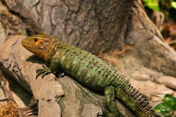 Green Caiman Lizard on Tree Root