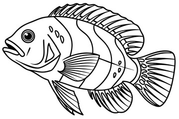 coloring page line art the oscar fish black vector