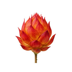 Fiery Red and Orange Pincushion Flower on Black Background