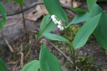 Konwalia (Convallaria L.) – rodzaj bylin jednoliściennych w ostatnich latach zaliczany do...