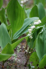 Konwalia (Convallaria L.) – rodzaj bylin jednoliściennych w ostatnich latach zaliczany do różnie wyróżnianych rodzin w tym do konwaliowatych (Convallariaceae)
