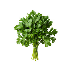 Fototapeta premium Vibrant bunch of fresh cilantro herb isolated against clean studio backdrop for culinary use