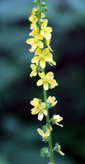 Agrimonia eupatoria blooms among herbs