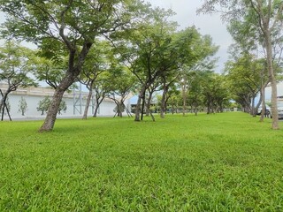 Photo of grass and trees in the park