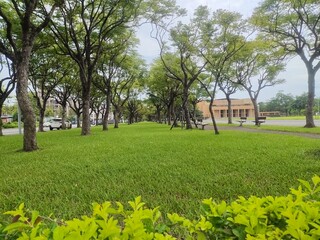 Obraz premium Photo of grass and trees in the park