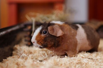 The skinny guinea pig is waiting to food
