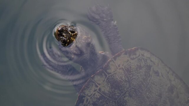 saw shelled turtle, Myuchelys latisternum, endemic freshwater Australian wildlife, Lake Eacham, Queensland Australia