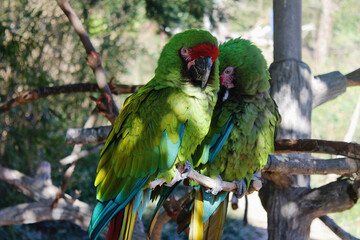 Green Macaws Cuddling Perch 