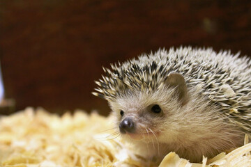 Hedgehog on Bedding with Curious Look