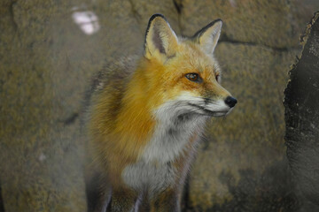 Red Fox Gazes Sideways Indoors