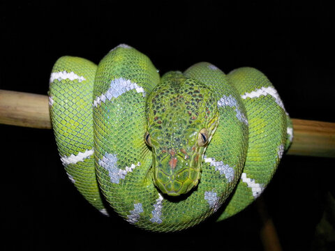 Green Tree Python Coiled on Branch
