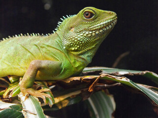 Chinese Water Dragon on Branch Indoors