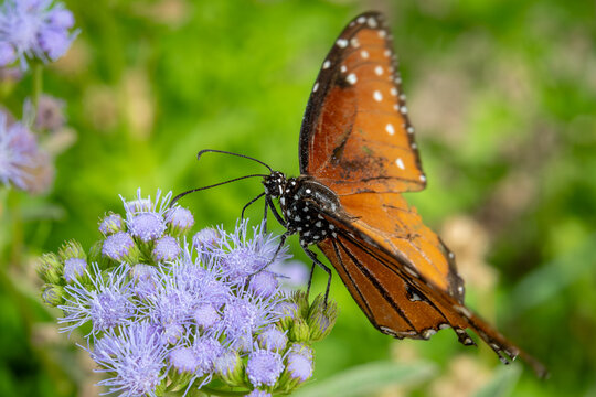 Queen butterfly on purple flowers