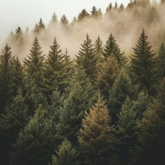 Misty forest canopy.  Dense evergreen trees.  Muted colors.  Soft light